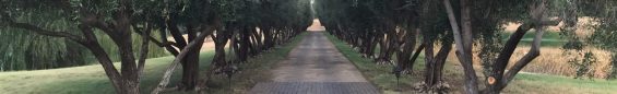 Walkway with trees surrounding it