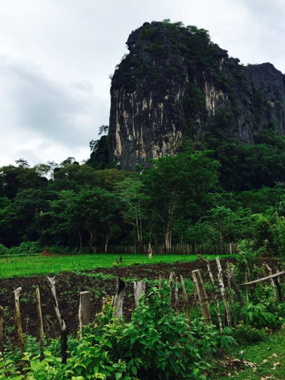 Laos garden