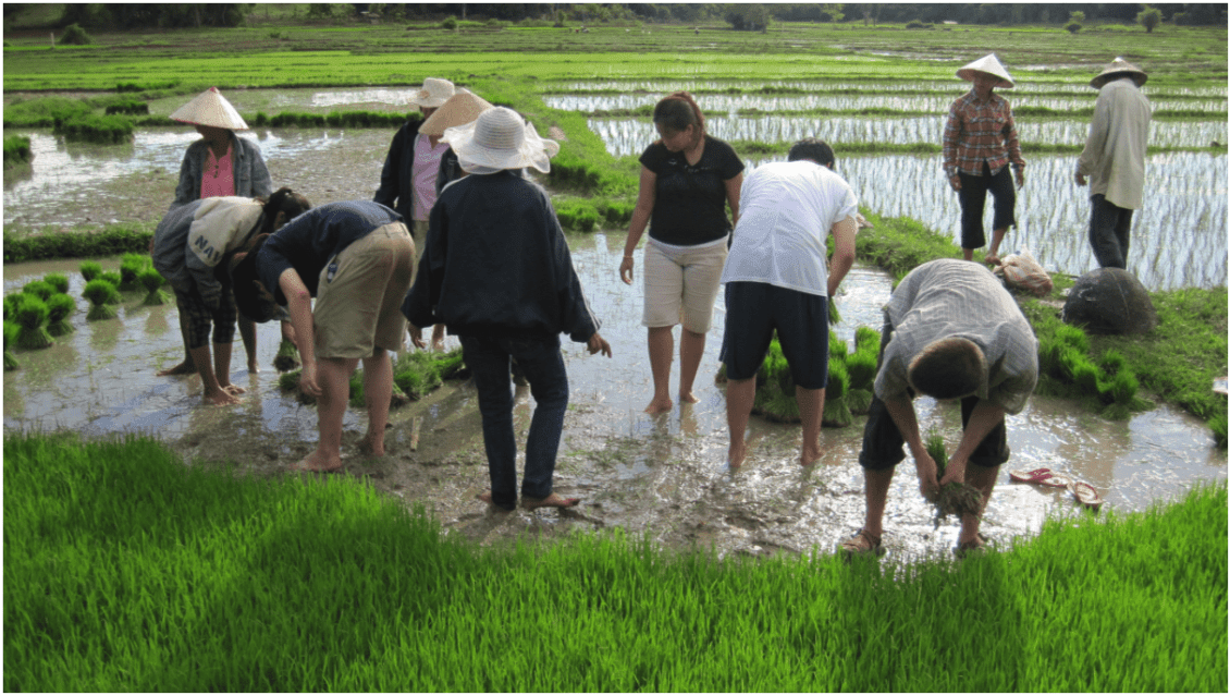 People working in rice fields