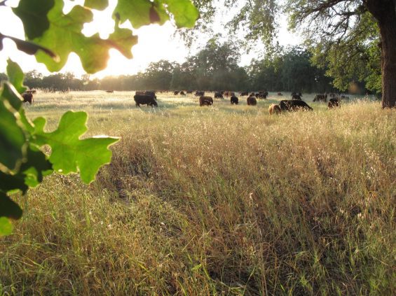 Cows in meadow