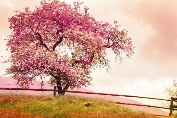 Tree next to fence