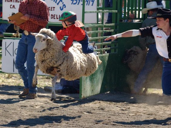 Little boy riding a sheep in a rodeo