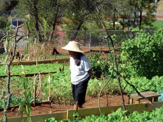 Shasta Lake City Community Garden