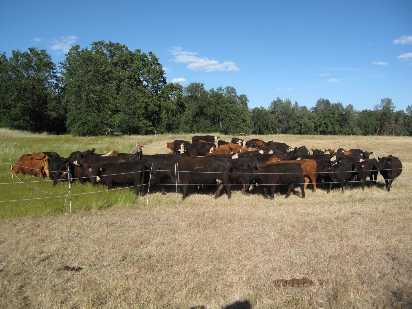 Cows grazing