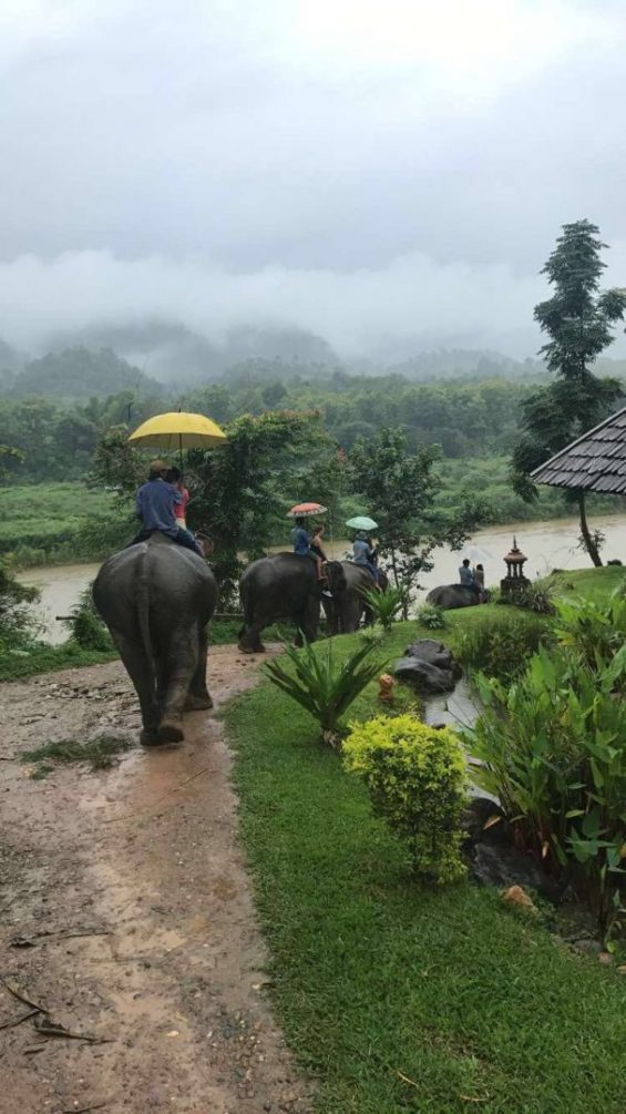 People riding elephants