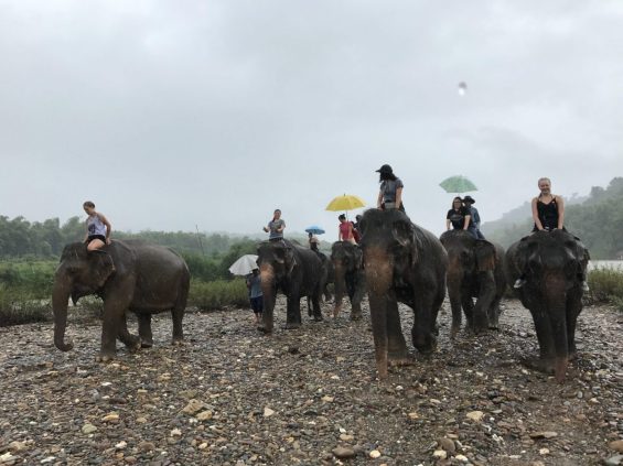 People riding elephants