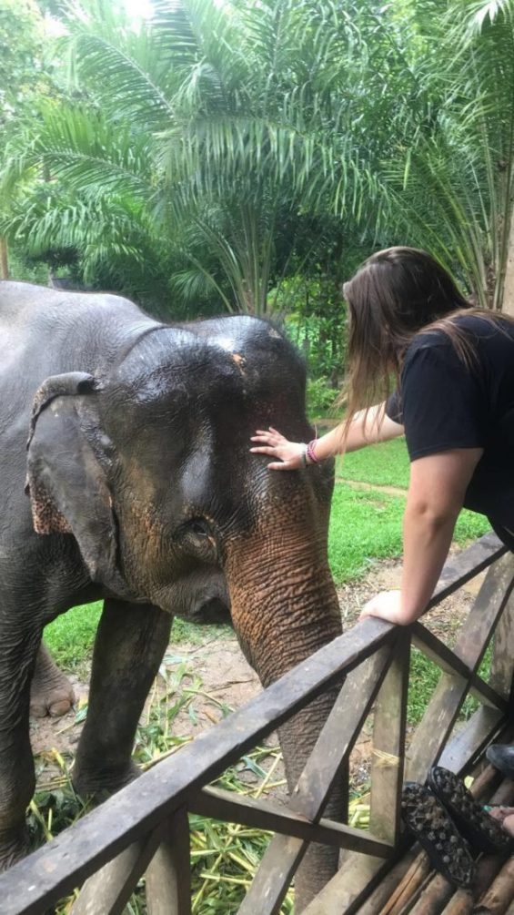 Person petting elephant
