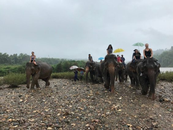 People riding elephants