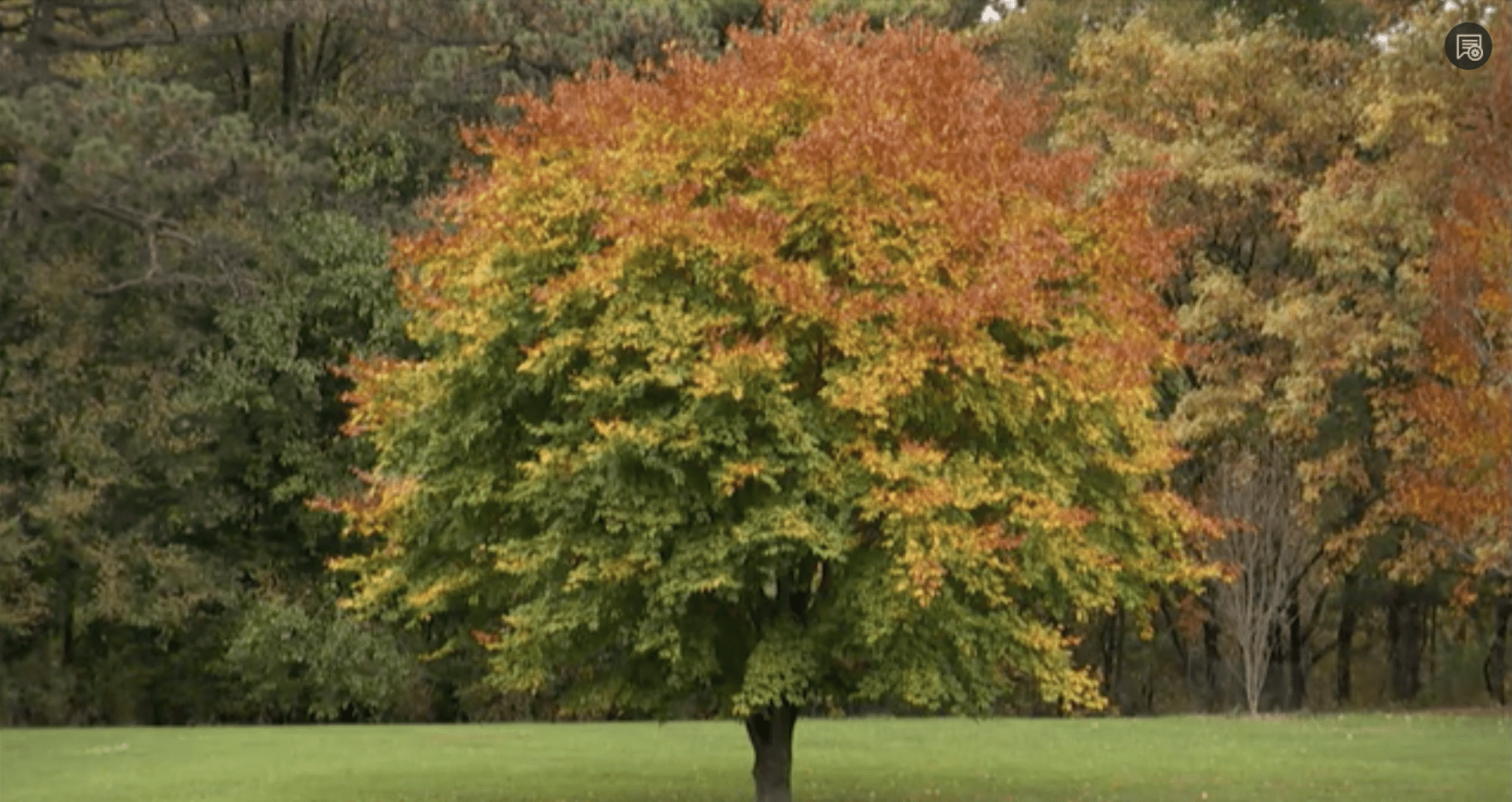 Tree in field