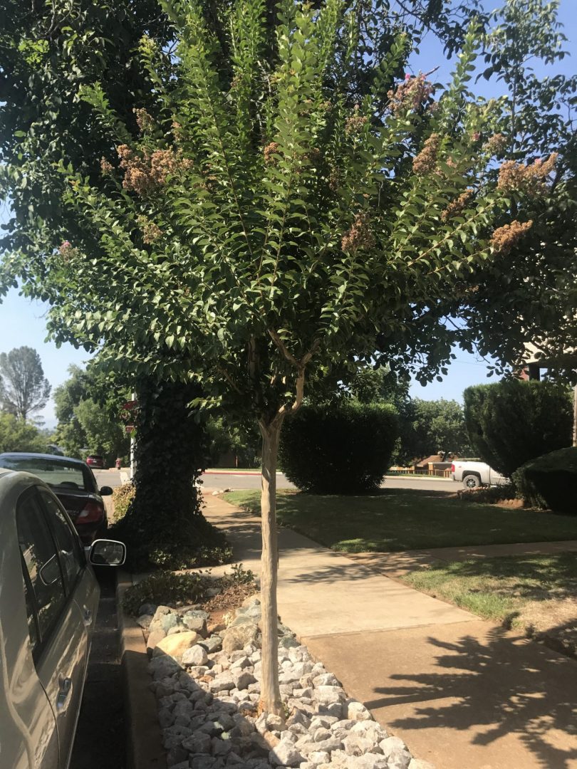 Tree next to sidewalk