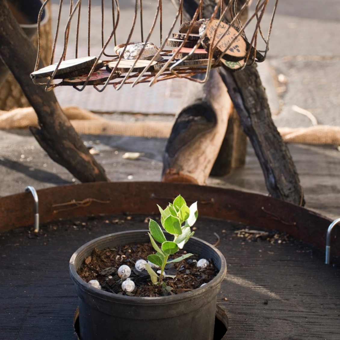 Small plant in pot