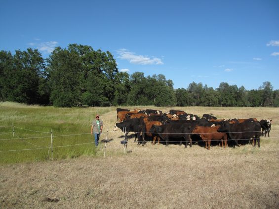 Herd of cattle