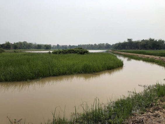 River and wetlands