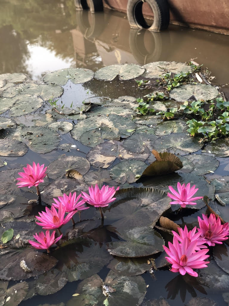 unnamed Water Lotus