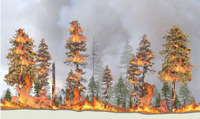 crown_fire_the-nature-conservancy