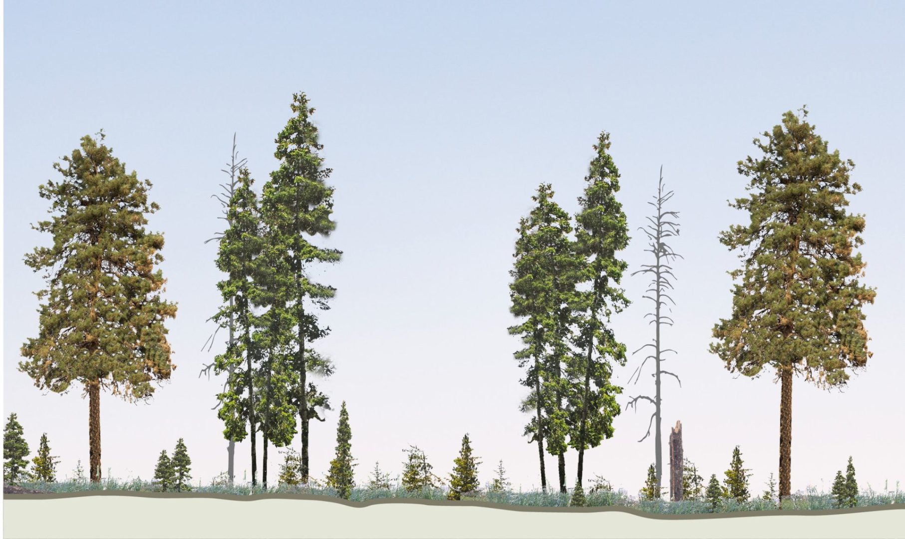 restored_forest_the-nature-conservancy