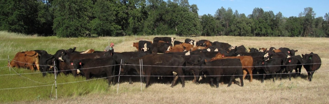 Cows grazing