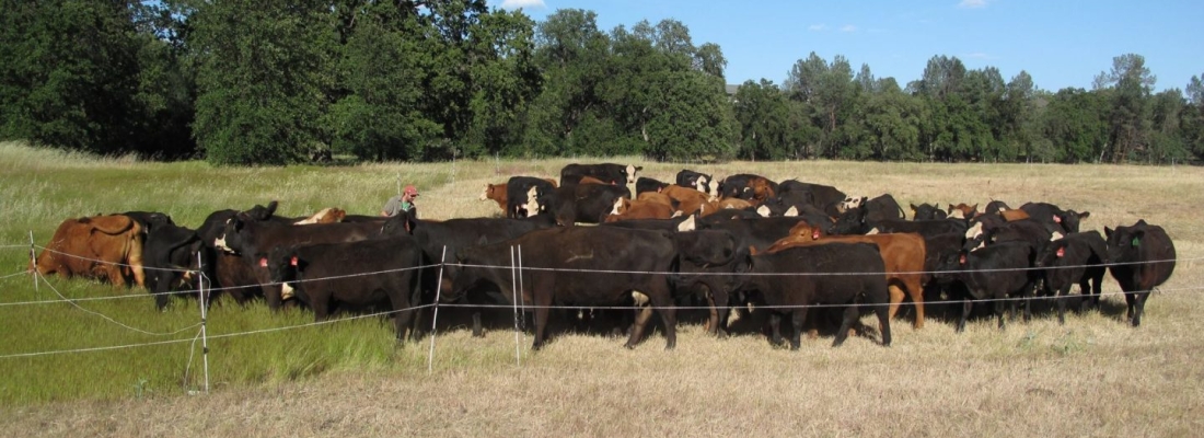 Cattle Grazing in the Churn Creek Greenway