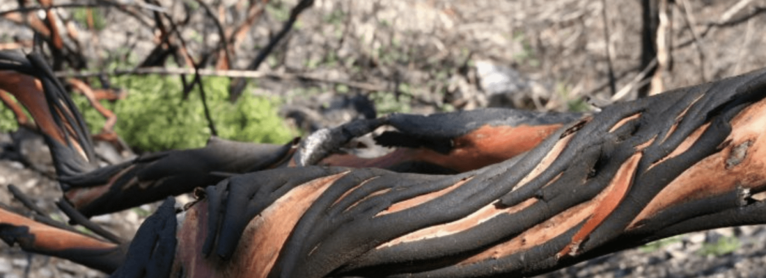 Join us Saturday for “Art from the Ashes”