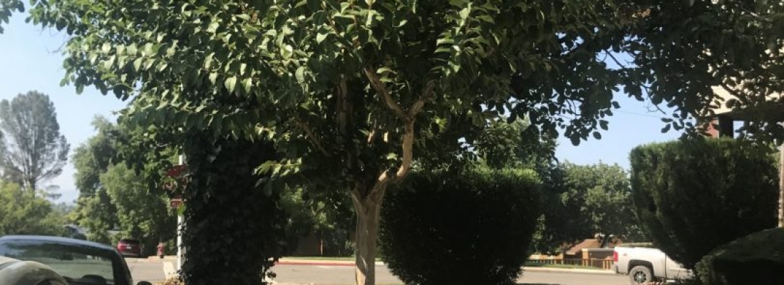 Street Trees in Downtown Redding